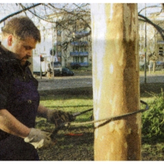 Narrenbaumfällen am Gottmannplatz: Es wurde eine Schlaufe angelegt.