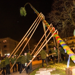 Narrenbaumstellen auf dem Gottmannplatz: Die Holzer aus Allensbach stellten den Baum für die Schneckenburg.