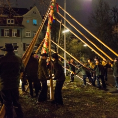 Narrenbaumstellen auf dem Gottmannplatz: Die Allensbacher Holzer stellten den Baum.