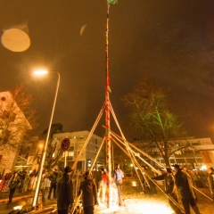 Narrenbaumstellen auf dem Gottmannplatz: Die Allensbacher Holzer stellten den Baum.