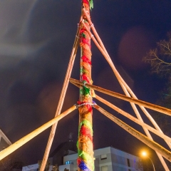 Narrenbaumstellen auf dem Gottmannplatz: Die Allensbacher Holzer stellten den Baum.