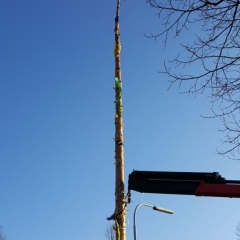 Narrenbaumfällen auf dem Gottmannplatz: Sie musste bis oberhalb des Schwerpunktes gezogen werden.