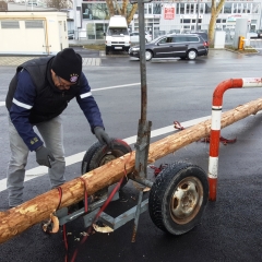 Narrenbaum Stellen auf dem Gottmannplatz: Der Baum wurde aus der Stadtwerke geholt.