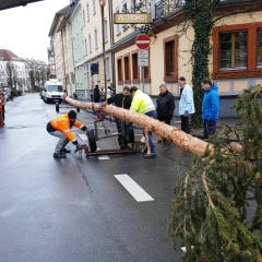 Narrenbaum Stellen auf dem Gottmannplatz: Vor dem Petershof musste er dann noch einmal gedreht werden.