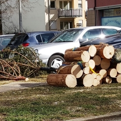 Rosenmontag: Wegen den starken Sturmböen musste der gekürtzte Narrenbaum am Morgen komplett gefällt werden.