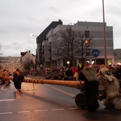 Narrenbaum Stellen auf dem Gottmannplatz: Der Baum rollte auf den Gottmannplatz.