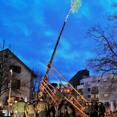 Narrenbaum Stellen auf dem Gottmannplatz: Er wurde traditionell von den Allensbacher Holzern gestellt.