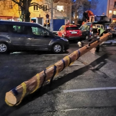 Narrenbaum Stellen auf dem Gottmannplatz: Weil für die kommenden Tage kräftige Stürme angesagt waren, wurde der Baum vor dem Stellen um 9 Meter gekürzt.